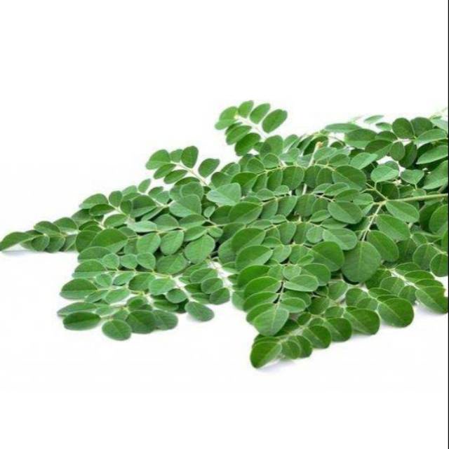 

KUKURING Daun Kelor Moringa Segar