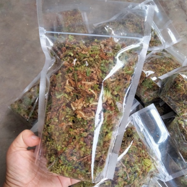 Jual Lumut hidup Media tanam lumut hidup Murah