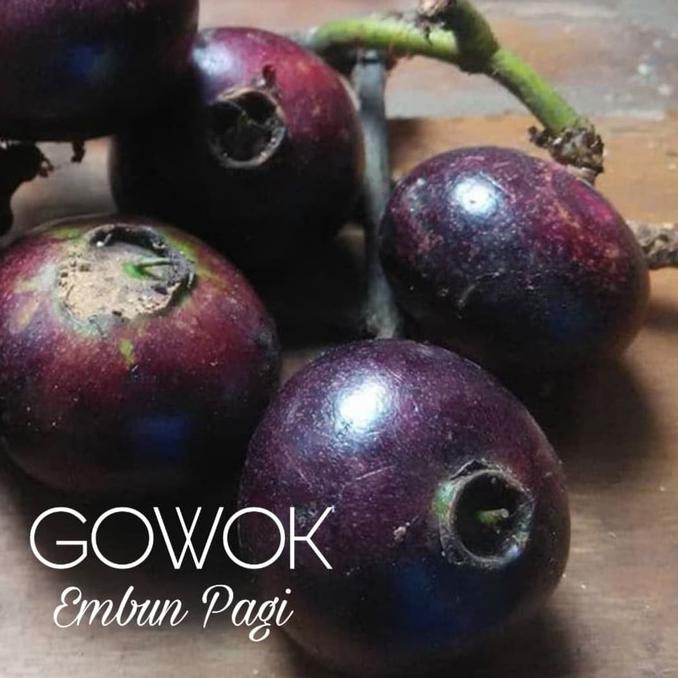 MURAH Bibit Buah Gowok atau Kupa Langka TERBAIK