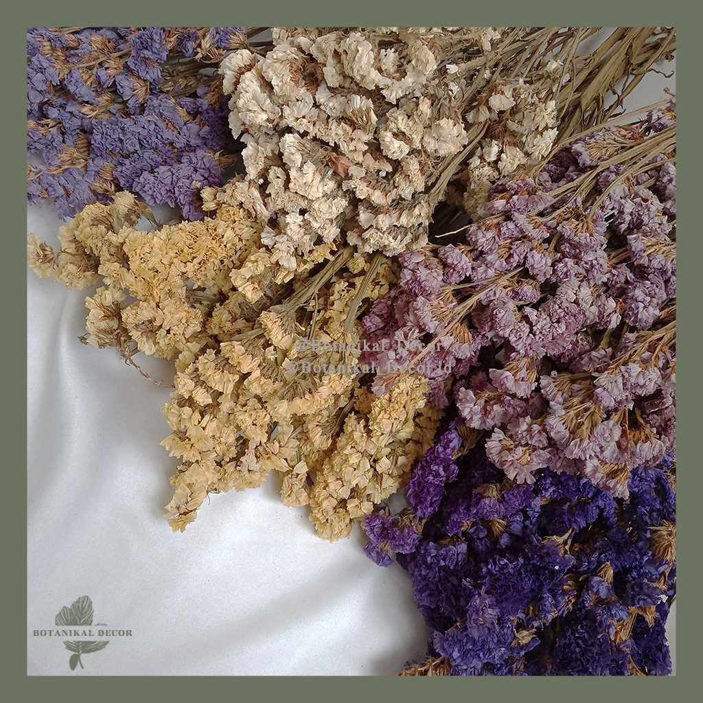 Dried Flowers Dried Statice bunga Kering asli white Cream ...