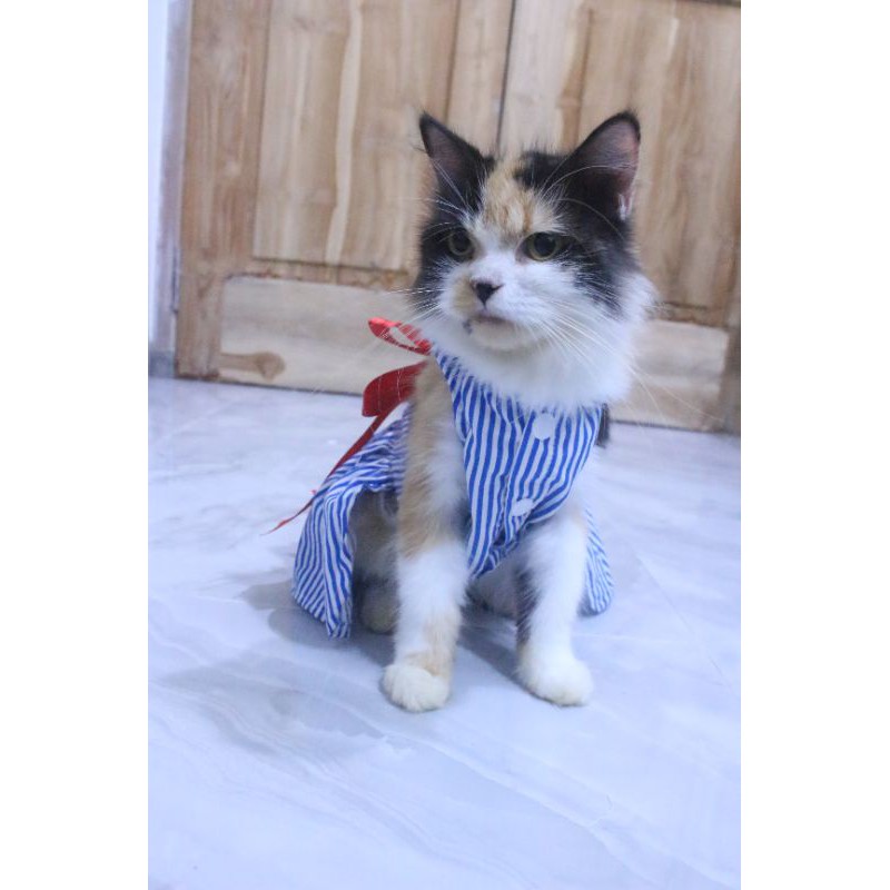 Dress strip motif #181 lucu untuk kucing dan anjing / baju kucing murah size S M L XL