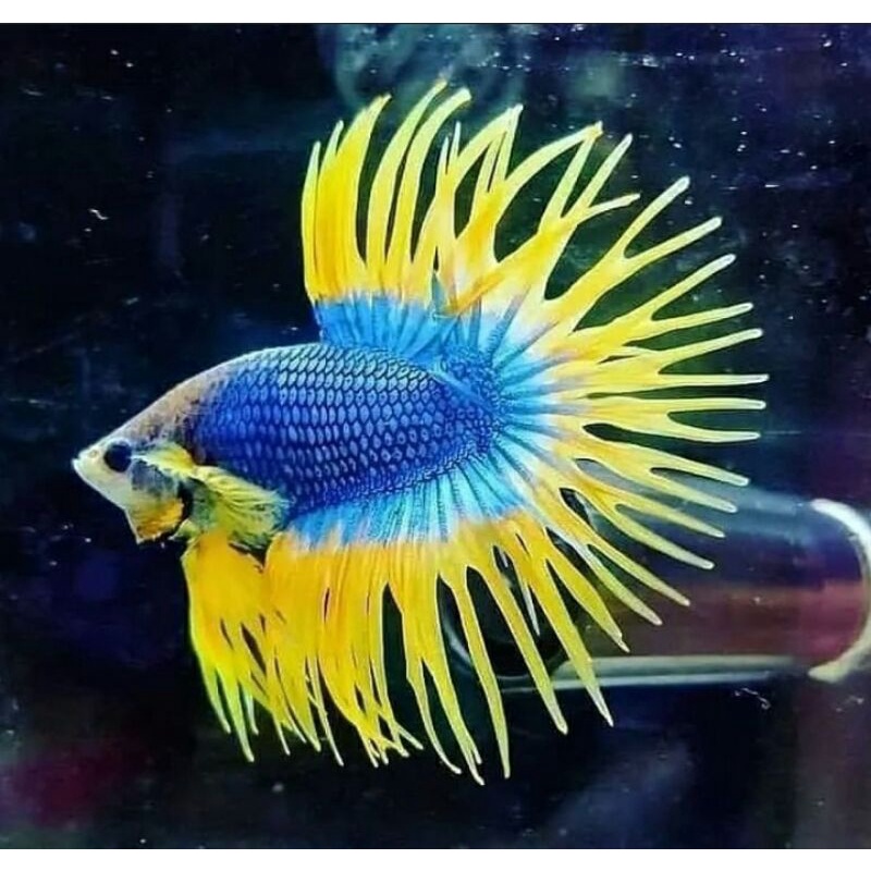 cupang crowntail pejantan