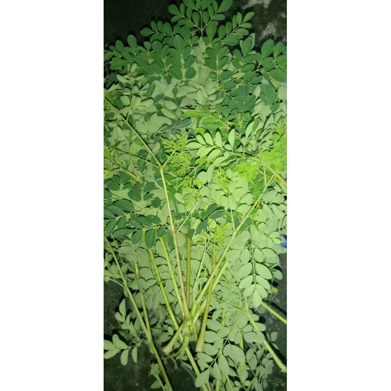 

daun kelor fresh non pupuk kimia/ sayur/ obat/ 100% fresh