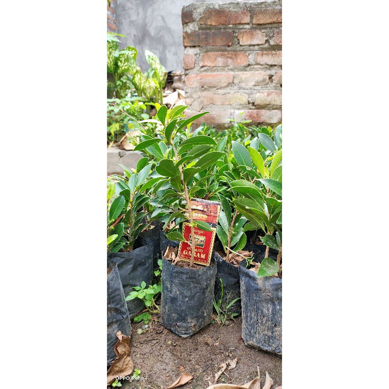 (BISA COD) BIBIT BONSAI FICUS ELEGAN/BIBIT BERINGIN ELEGAN