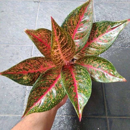 DIANA AGLAONEMA MURAH (Tanaman Hias Aglonema/Aglaonema/Aglopedia)