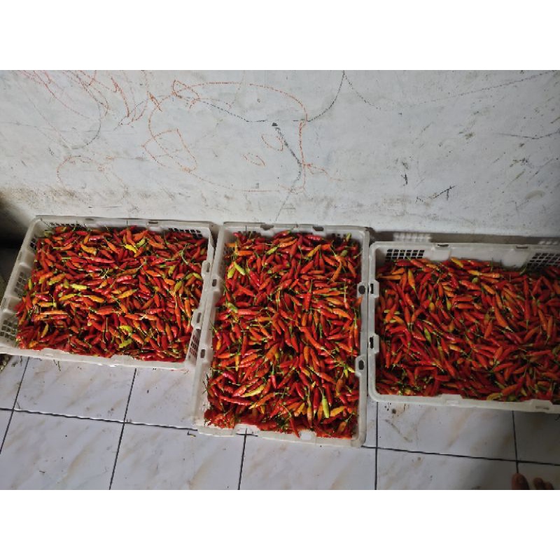 

cabe rawit merah/cabai setan 250gr