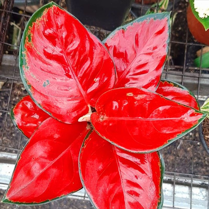 Aglaonema Suksom Jaipong / Aglonema Suksom Jaipong florist nursery / Aglonema Suksom Jaipong (Tanama