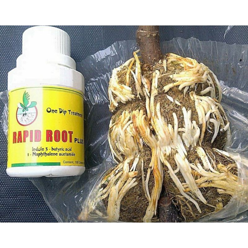 RAPID ROOT Hormon Penumbuh Akar