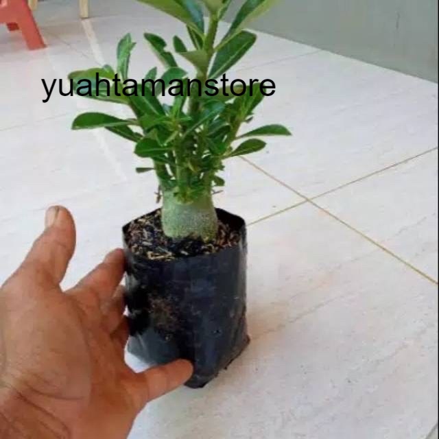 bonsai adenium arabicum-bibit tanaman hiasan bonsai adenium arabicum .
