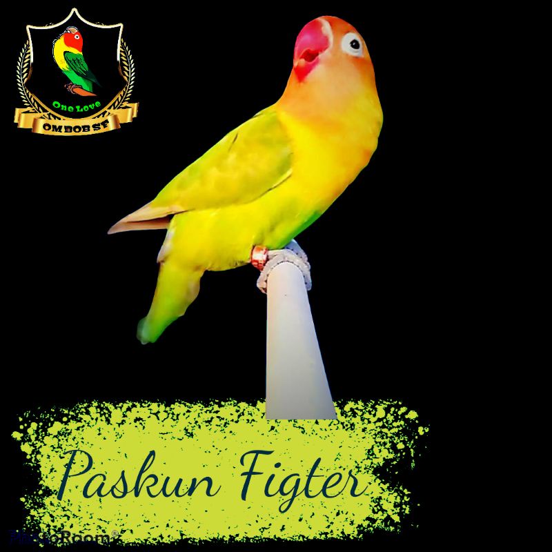 670 Koleksi Sketsa Gambar Burung Lovebird HD