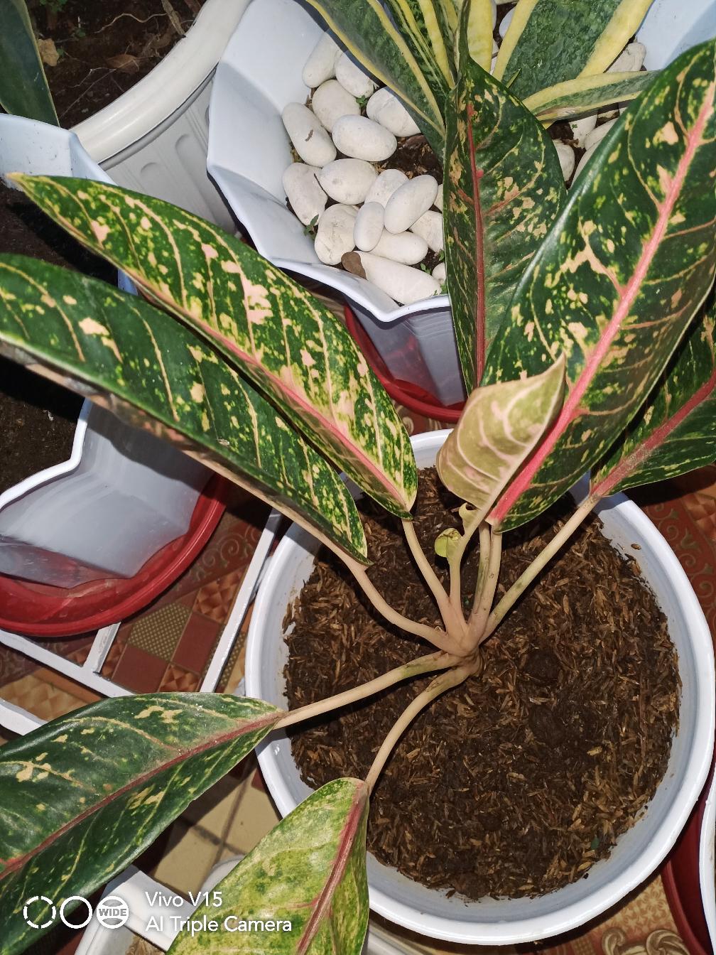 Aglaonema Lipstick Tanaman Hias