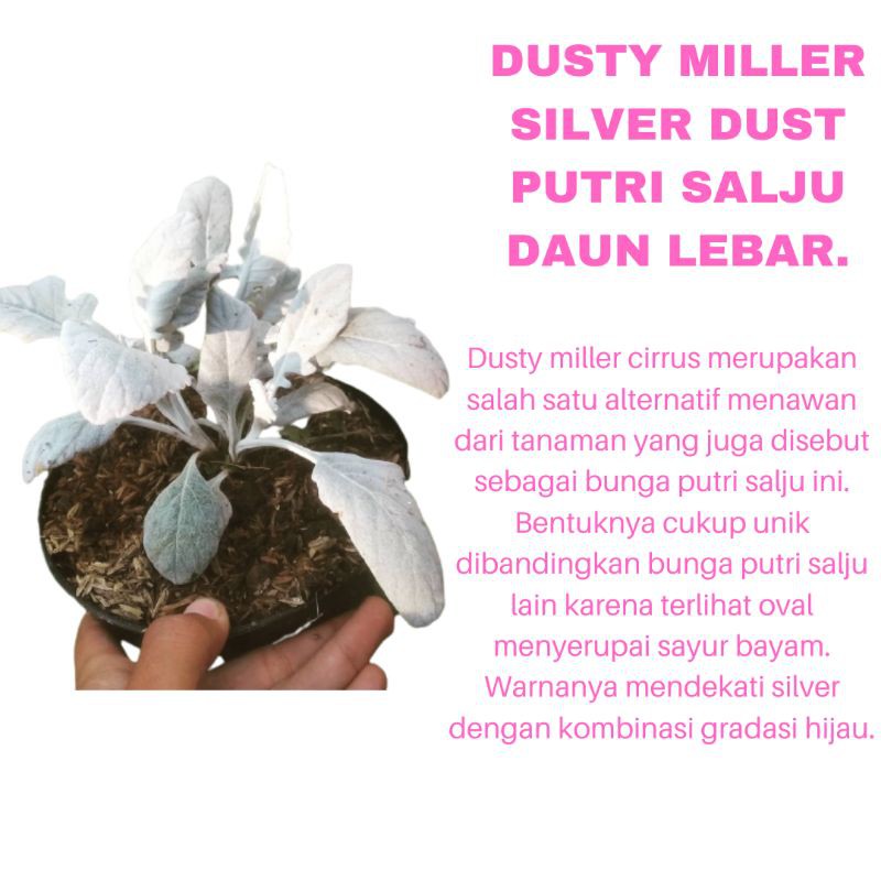 PROMO TANAMAN HIAS BUNGA DUSTY MILLER SILVER DUST PUTRI SALJU DAUN LEBAR KUALITAS SUPER | COD