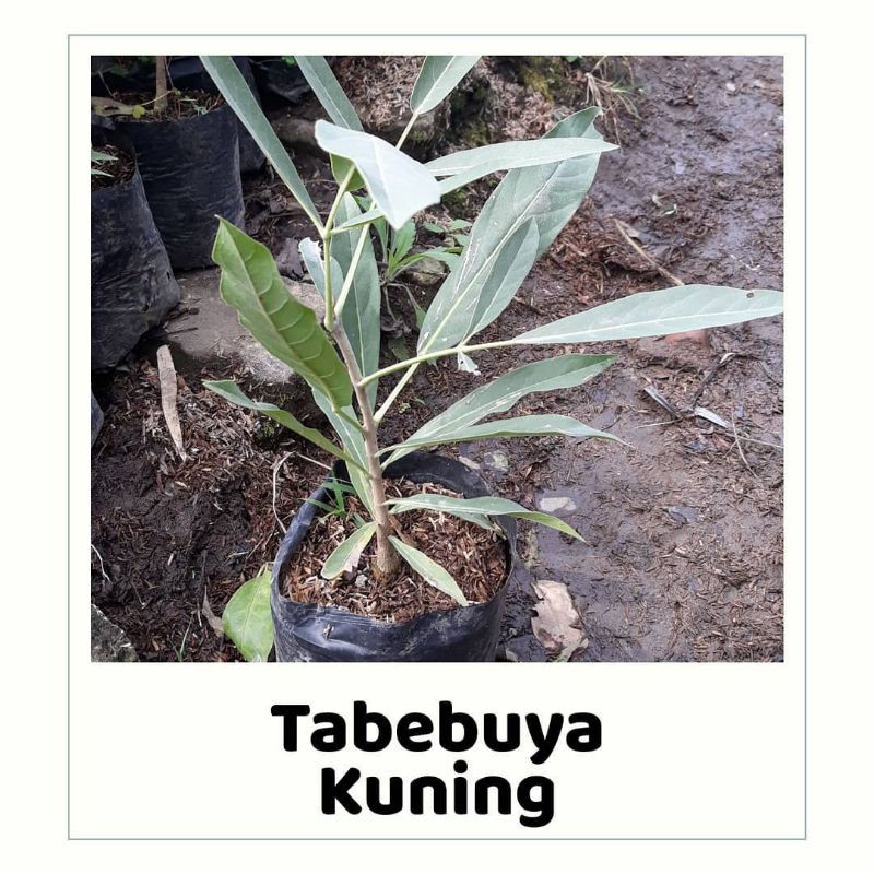 BIBIT BUNGA TABEBUYA KUNING (BELI 5 GRATIS 1)