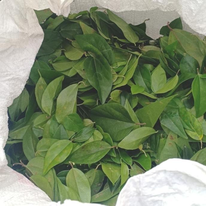 

Daun cincau jelly rambat fresh bahan pembuat jelly cincau
