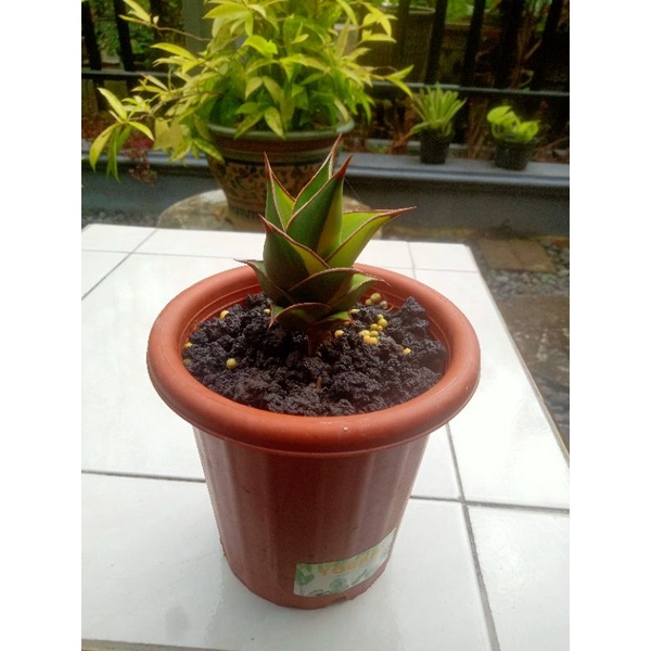 Sansevieria Pinguicula Variegata