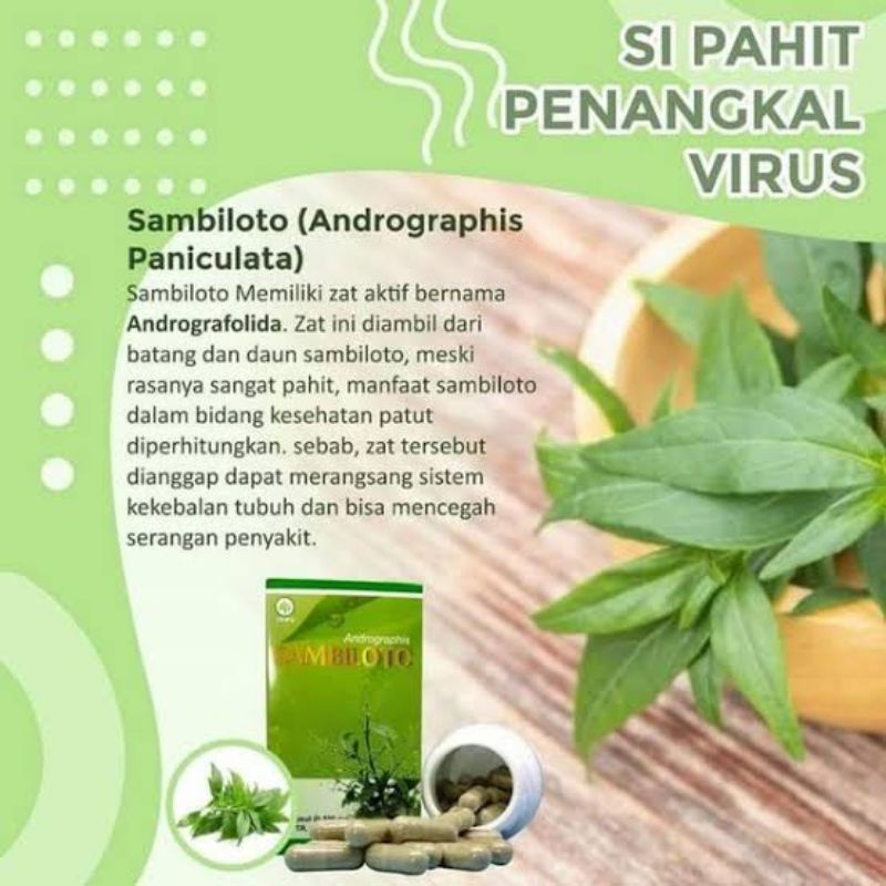 Tanaman Pohon Herbal Sambiluto