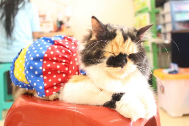 Dress pelangi polkadot kucing lucu / dress kucing imut / aksesoris kucing size S M L XL