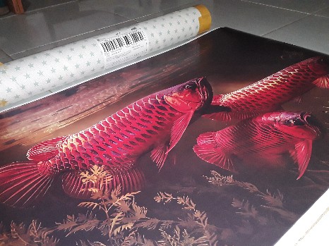 Poster  Xjumbo Fauna : Arwana - Naga Kapuas Hulu #xjfjp032 - Ukuran 51 X 75 Cm