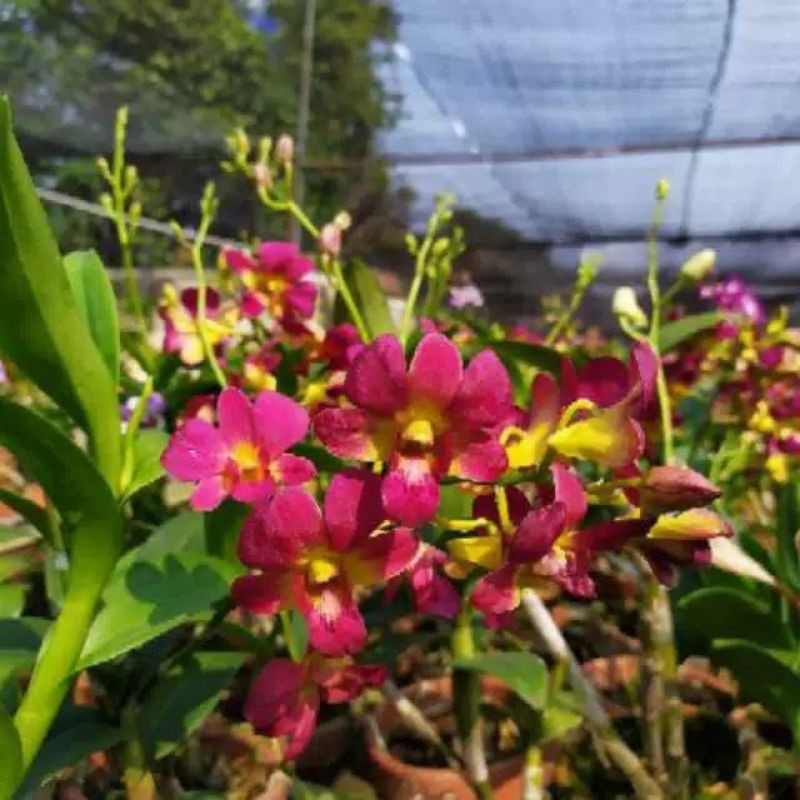 

Bibit Anggrek Dendrobium Aredang Sundae Dewasa