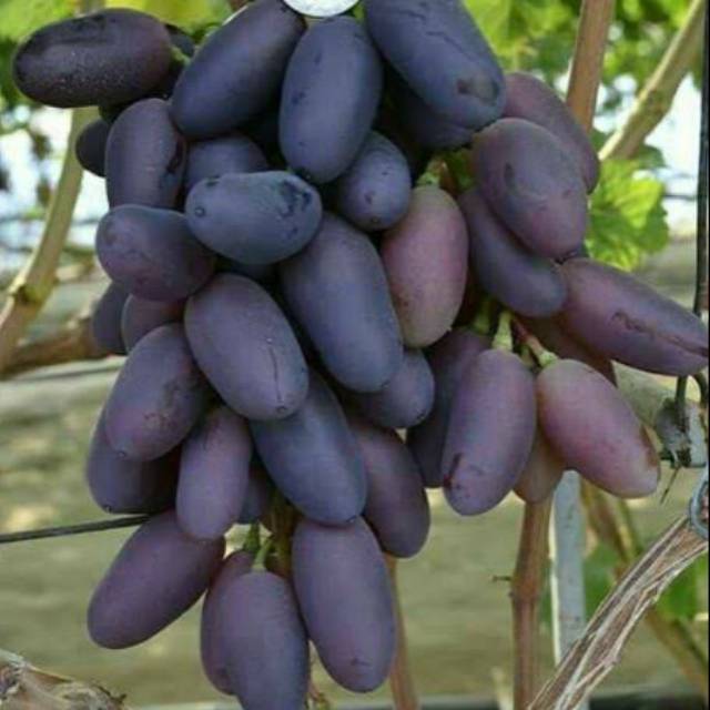 Bibit anggur import jenis baikonur