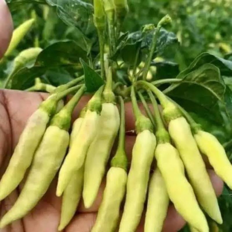 Bibit Benih Biji Cabe Rawit Putih ( ± 35 biji )