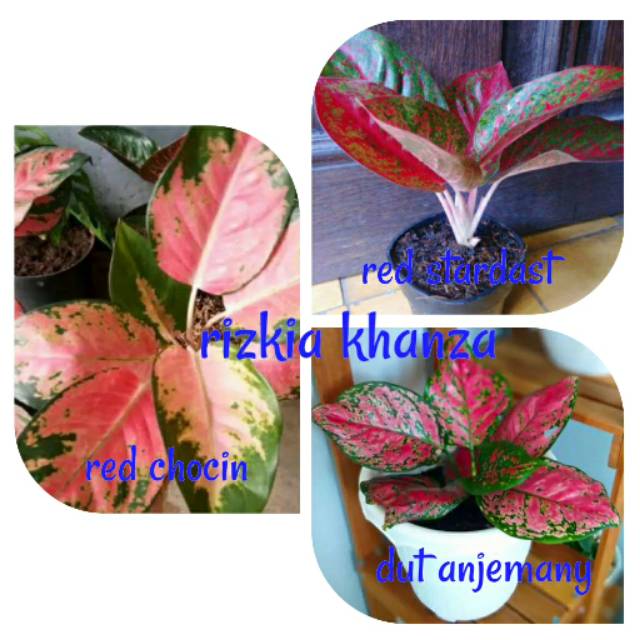 Bunga aglonema 3 jenis murmer
