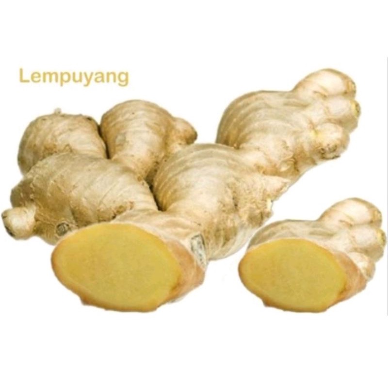 

lempuyang lampuyang segar 100gr termurah