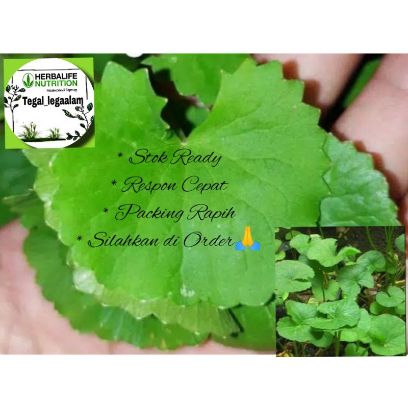 

Daun Antanan Fresh