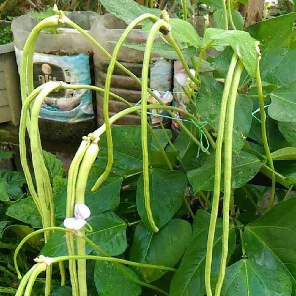 BIBIT super kacang panjang hijau dan besar (50benih)