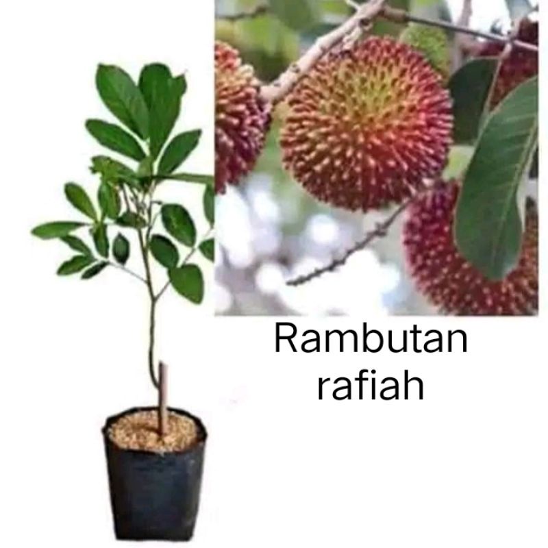 Bibit rambutan rapiah okulasi