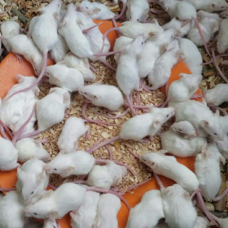 tikus putih mencit jumper