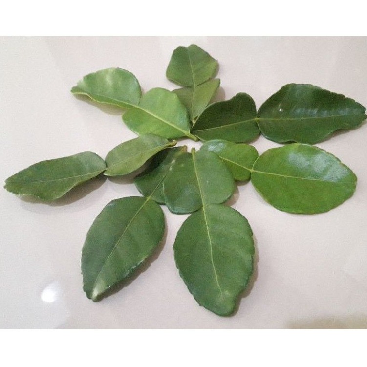 

Daun Jeruk Segar 7 lembar_Petik Kebun