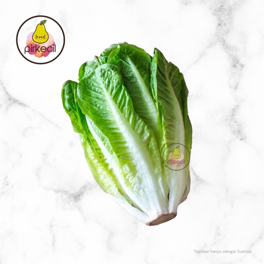 

Lettuce Romain IMPORT / Selada Segar 250 gr