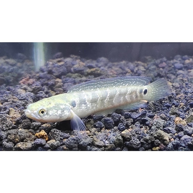Ikan hias channa Asiatica WS