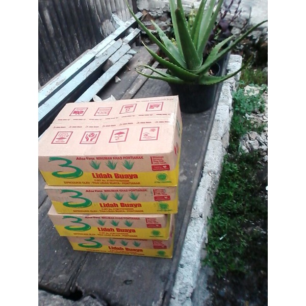 Lidah buaya murni asli dan alami minuman nutrisi manis untuk obat asam lambung dan daya tahan tubuh-6