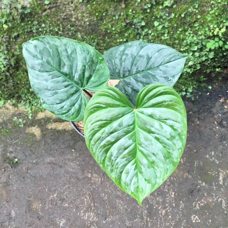 philodendron majestic