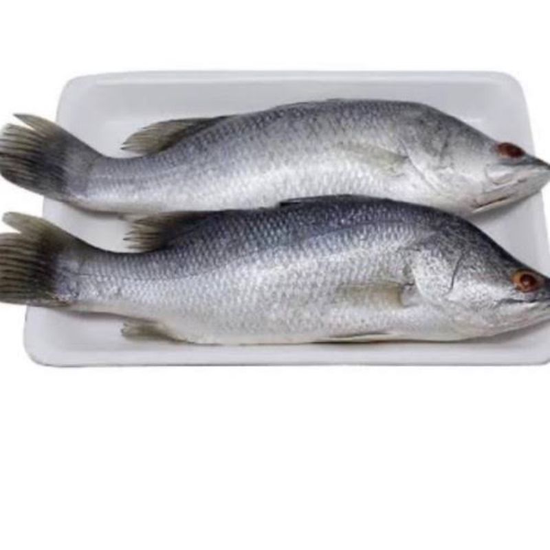 

Ikan Kakap Putih/Baramundi Segar