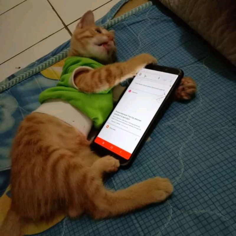 baju kucing ukuran kitten