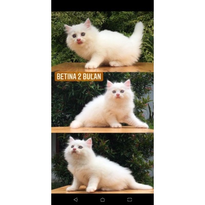 kucing Persia, mainecoon, nowergian, ragdoll, Munchkin