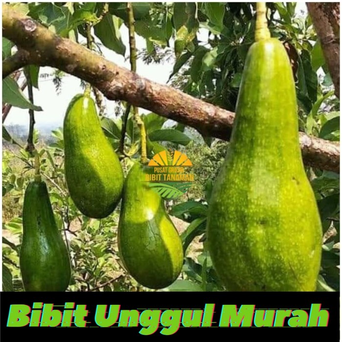 bibit alpukat jago