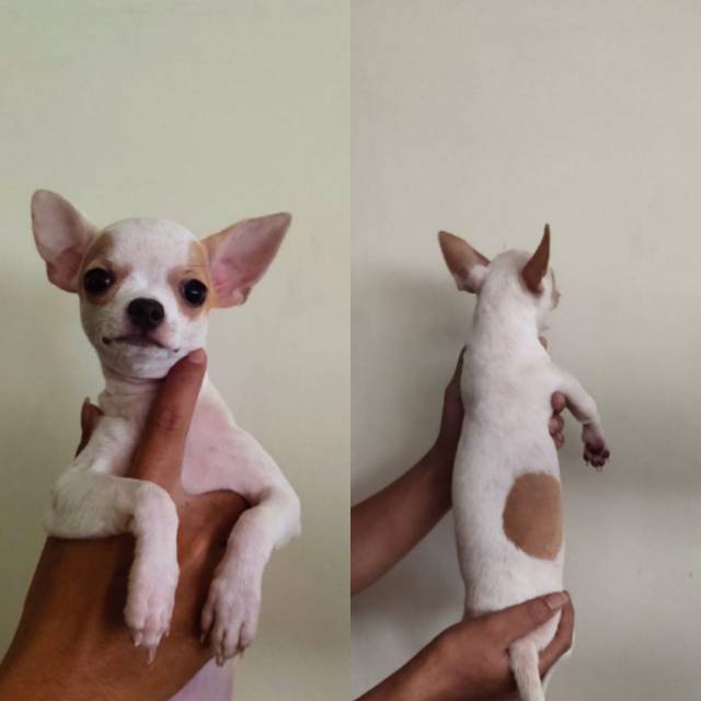 Chihuahua Betina cantik