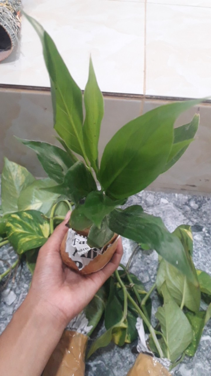 Spatifilum Green/peace Lily Green