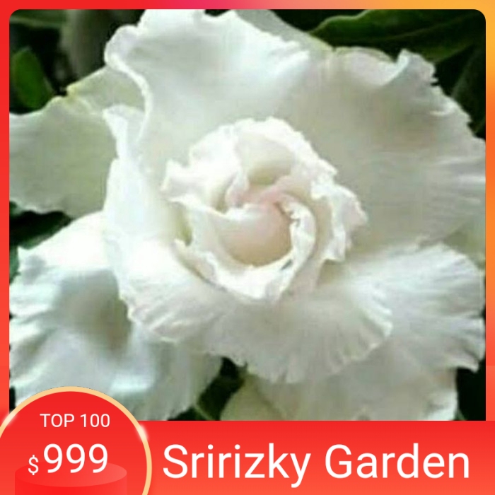 

Bibit Bunga Kamboja Adenium Glowig white - Kamboja Jepang