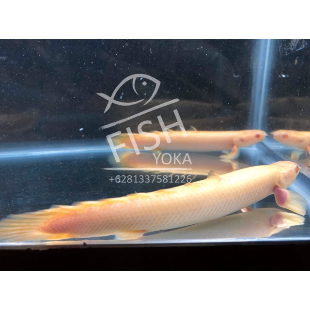 

ikan hias palmas albino /dragon fish/ palmas albino