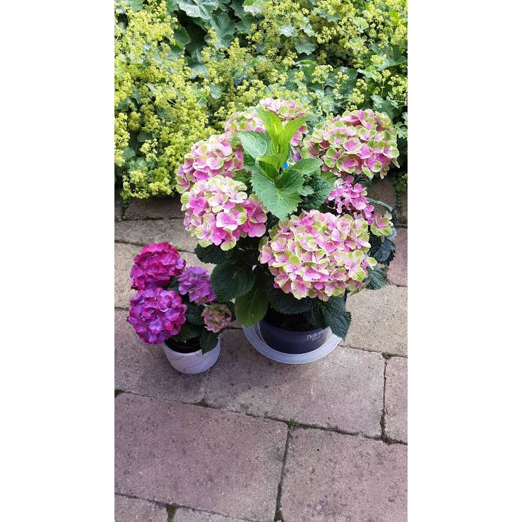 paket 5 warna bibit Pancawarna tanaman Hortensia