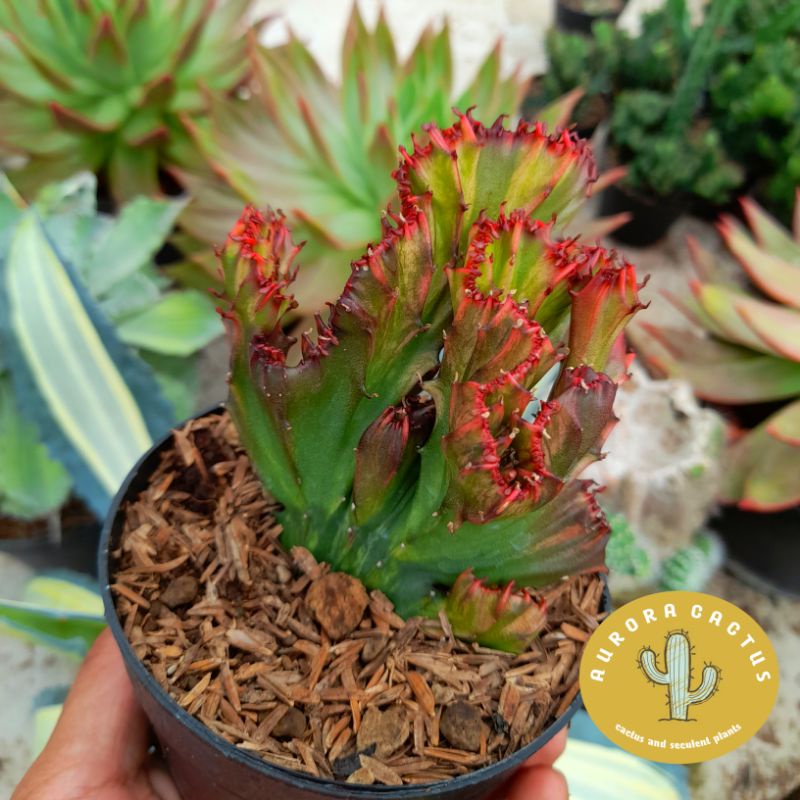 KAKTUS euphorbia lactea cristata red dragon