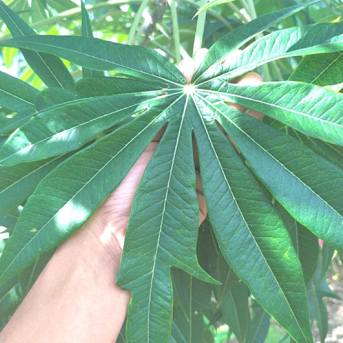Daun Betadin Fresh