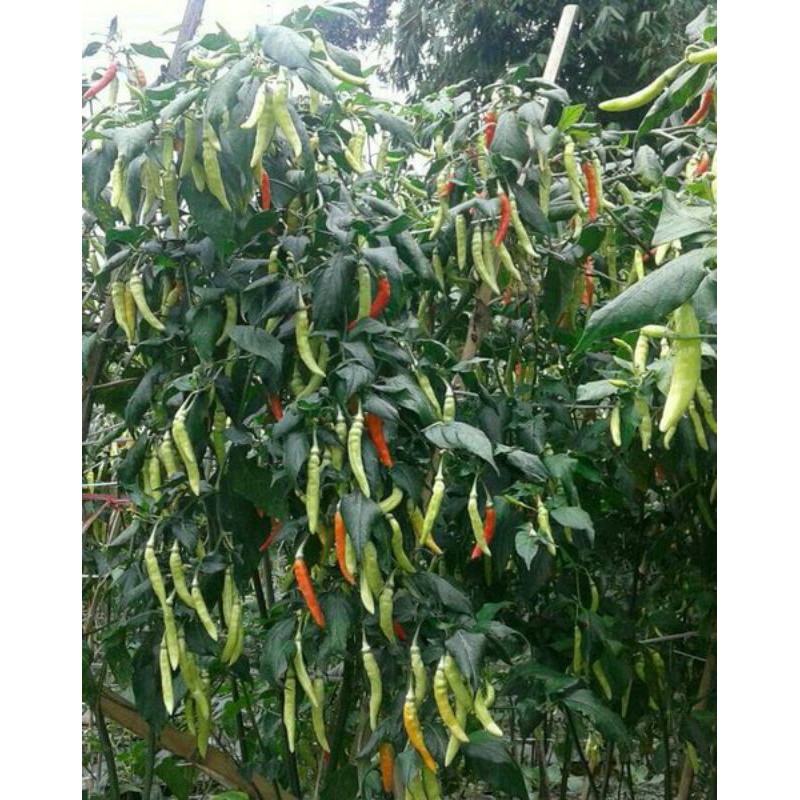 Benih Cabe Rawit Setan 35 biji