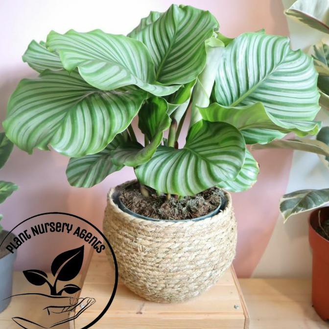 Tanaman Hias Calathea Orbifolia-Calathea Orbifolia Senapmena