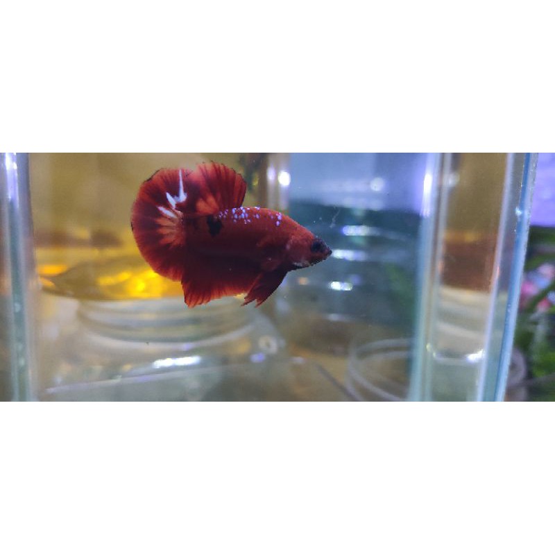 Cupang Koi Line FCCP Top grade